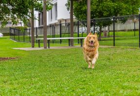 The on-site dog park in use